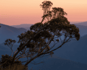 Rural Australian landscape at sunrise